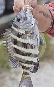 Sheepshead Fish