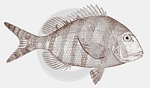 Sheepshead porgy calamus penna, marine fish from the atlantic ocean photo