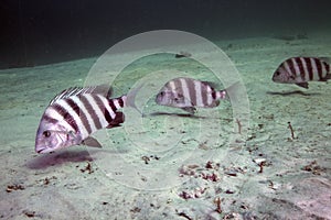 Sheepshead School - Bottom Feeding