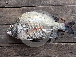 The sheepshead, scup, and red/black seabream, Pagrus major