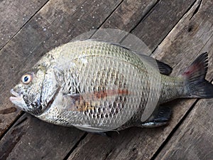 The sheepshead, scup, and red/black seabream, Pagrus major