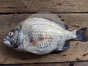 The sheepshead, scup, and red/black seabream, Pagrus major