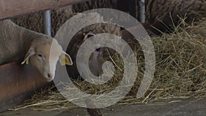 Sheepskin fur farm. Shearing sheep.