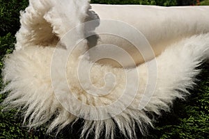 Sheepskin has long white wool fleece. Natural genuine leather is rolled in roll on green shrub outdoors