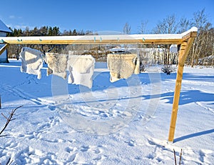 sheepskins hanging on drying rack a cold winterday in Sweden
