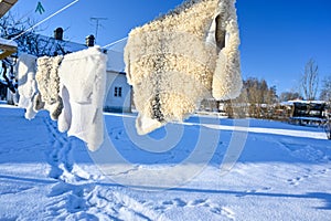 sheepskins hanging on drying rack a cold winterday in Sweden