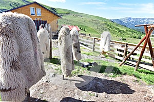 Sheepskins Marioarei from Stefanu sheepfold King`s Road Romania 6