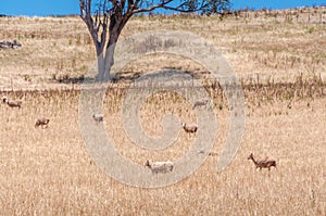 Sheered sheep herd in a paddock with dry yellow grass