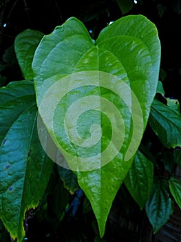 a sheet of dark green betel leaf still attached to its tendrils is seen up close