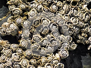 Sheet of Eight-shell barnacles on a rock