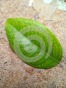 A sheet of Jaboticaba leaf is on the ground. Close-up of a green leaf