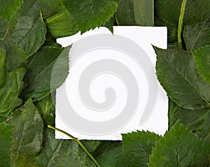 A sheet of paper lies in the green leaves of the plants