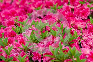 A sheet of Pink azalea flowers in the garden