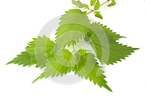 Sheet of young nettles