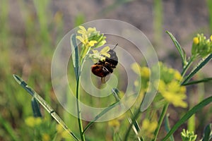 Shel collects nectar on the yellow flower spring summer