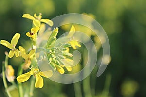 Shel collects nectar on the yellow flower spring summer