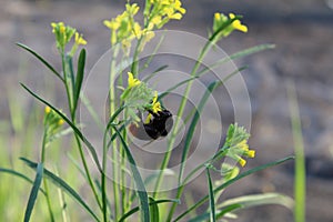 Shel collects nectar on the yellow flower spring summer