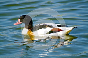 Shelduck