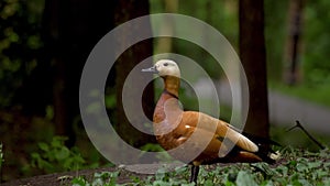 Shelduck drake in park. Orange male shel-duck looking around.