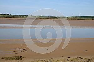 Shelduck on mud by River Lune estuary at low tide