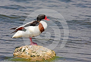 Shelduck on rock