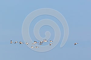 Shelduck in the sky