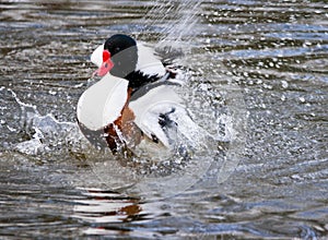 Shelduck splashing in water