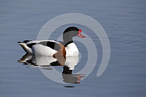 Shelduck, Tadorna tadorna