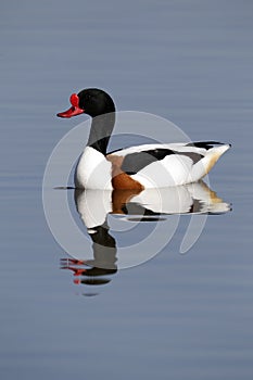 Shelduck, Tadorna tadorna