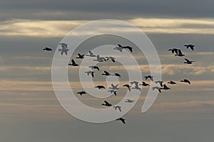 Shelduck, Tadorna tadorna