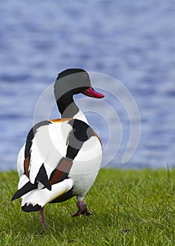 Shelduck (tadorna tadorna)