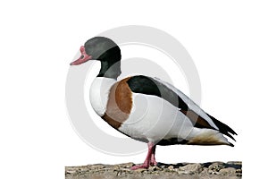 Shelduck, Tadorna tadorna