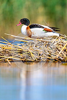 Shelduck or Tadorna tadorna or is a species of anseriform bird in the family Anatidae.