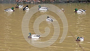 Shelduck - water bird of the family Anatidae