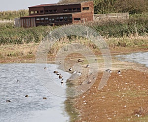 Shelducks on the islands