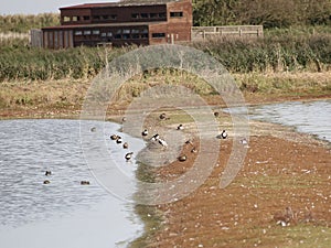 Shelducks on a nature reserve