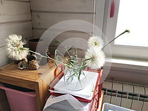 On a shelf with documents near the window is a glass transparent vase with large dandelions puffed up