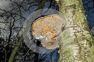 Shelf fungi