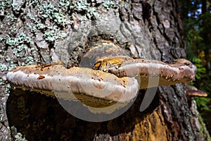 Shelf fungi with water drops on a tree trunk