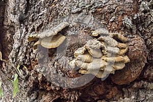 Shelf Fungi, Wild Mushrooms On A Tree