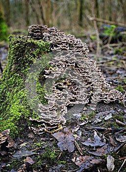 Shelf fungus