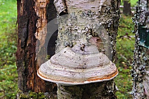 Shelf fungus