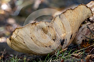 Shelf fungus, also called bracket fungus basidiomycete growing on a fallen tree