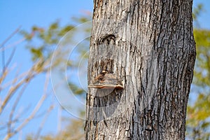 Shelf fungus growing on side bark of mopane tree