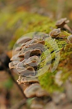 Shelf fungus (Polyporus sulphureus)