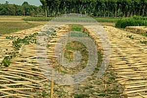 Shelf made with jute sticks for pointed gourd, parwal cultivation