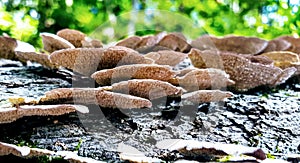 Shelf mushrooms grow on a downed log