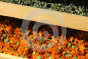 Shelfs with dried plants