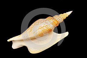 Shell