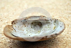 Shell